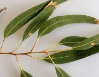 尤加利精油儿童能用吗（儿童使用尤加利精油注意事项）