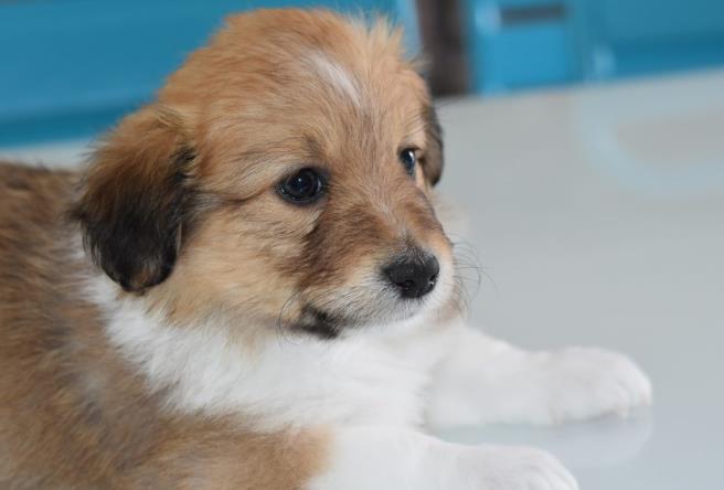 使用精油对狗不一定有害,但有几件事需要知道