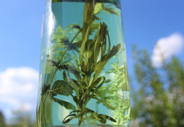 星期四茶树精油怎么样?使用方法?