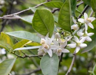 橙花精油的使用方法