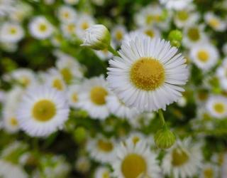 洋甘菊精油可以每天使用吗