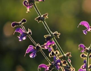 如何使用鼠尾草精油?