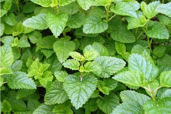 在太阳穴使用薄荷精油安全吗?