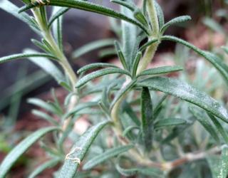 迷迭香在皮肤和头发护理方面的好处+如何在家使用