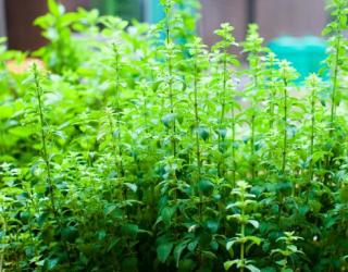 使用牛至精油缓解感冒咳嗽和喉咙痛