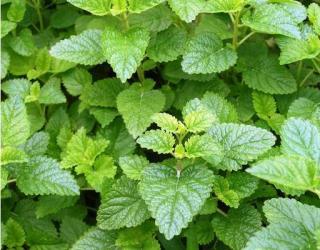 如何安全使用薄荷精油？