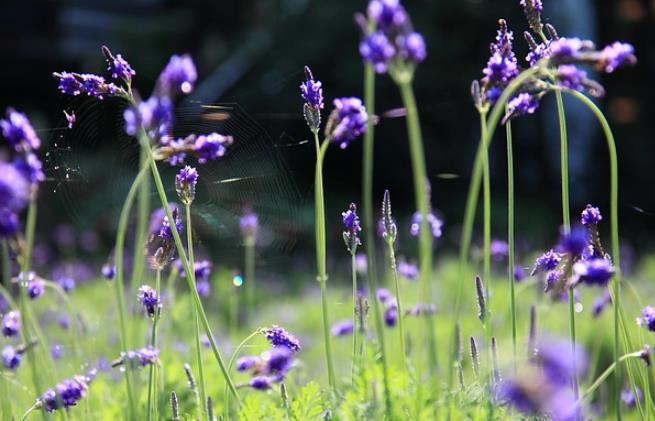 烹饪时使用薰衣草精油:好处和使用方法