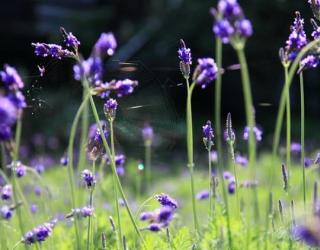 烹饪时使用薰衣草精油：好处和使用方法