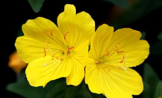 孕妇可以使用月见草精油吗(剂量+安全性)