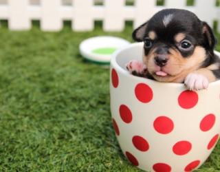 8种用于猫狗身上跳蚤咬伤的精油及使用方法