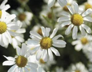 洋甘菊精油的使用方法和配方