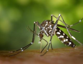 用于蚊虫叮咬的10种精油以及使用方法