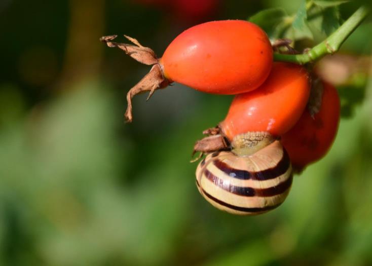 神秘果是什么:好处、副作用禁忌和食用方法