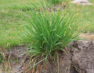 香根草是什么(香根草是什么植物)