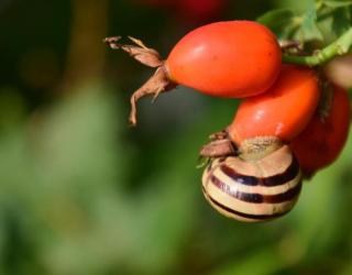 神秘果是什么：好处、副作用禁忌和食用方法