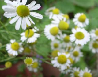 洋甘菊花适合送给什么人(洋甘菊花可以送人吗)
