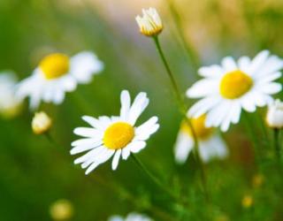 金黄洋甘菊是什么(金黄洋甘菊是什么药)