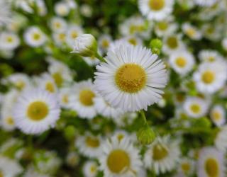 洋甘菊什么时候播种(洋甘菊种子如何播种)