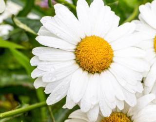 洋甘菊纯露是什么(洋甘菊纯露是什么作用)