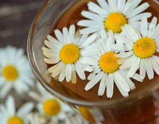 洋甘菊花的花语是什么(洋甘菊鲜花的花语和寓意)