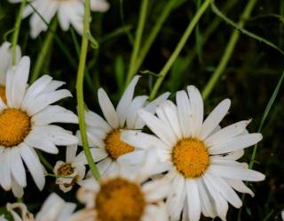 洋甘菊为什么不能送人(洋甘菊不能送人吗)