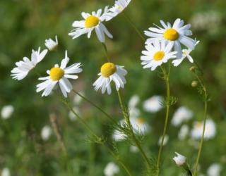 洋甘菊是什么(洋甘菊是什么意思)