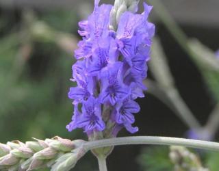 薰衣草精油有哪些用途(薰衣草精油有什么效果)