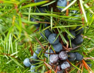 什么精油帮助减肥(精油减肥的原理)