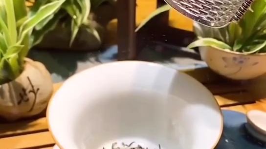 白茉莉花茶功效(白茉莉花茶：美容养颜、减肥瘦身的神器)