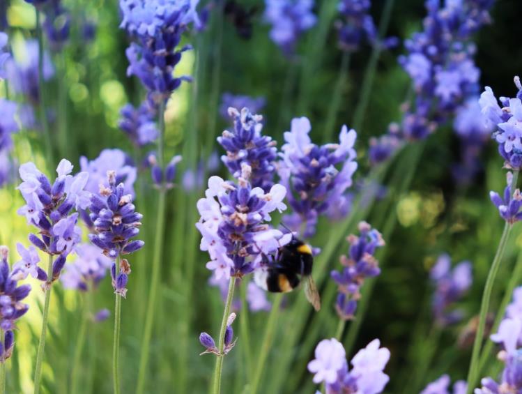 薰衣草精油有什么用处(常见用途大全)