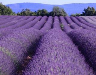 醒目薰衣草精油是什么