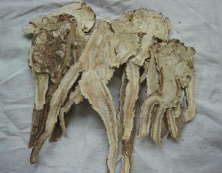 圆叶当归精油是什么