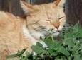 什么是猫薄荷，为什么你的猫需要它？