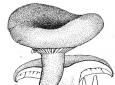 绒白乳菇