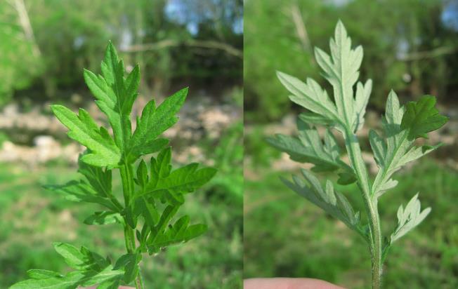 蕲艾精油的价格是什么?