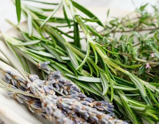 迷迭香茶是什么 迷迭香茶的好处有哪些