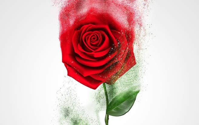 用玫瑰水洗脸有什么好处?