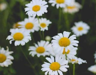 洋甘菊对健康有什么好处?