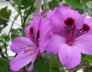 什么芳香疗法精油对皮肤有好处