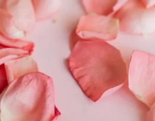 玫瑰精油为什么这么贵?