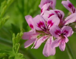 天竺葵精油的好处是什么?