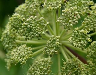 什么是当归精油？当归精油的来源？