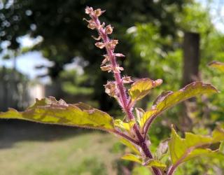 罗勒精油和圣罗勒精油的区别是什么？