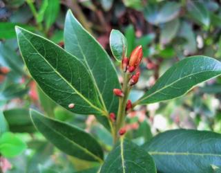 月桂精油的味道是什么,月桂精油闻起来什么味？