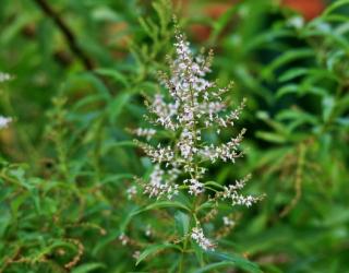 柠檬马鞭草精油是什么_柠檬马鞭草精油简介