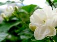 茉莉花