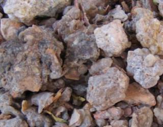 食用生的乳香有什么好处或坏处？