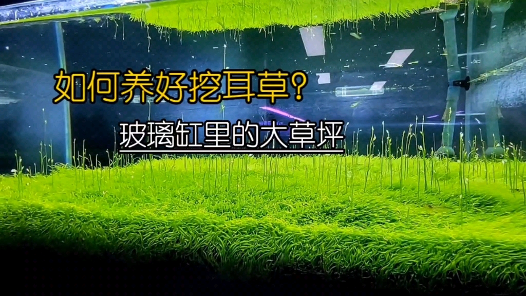 挖耳草功效(挖耳草功效大揭秘，祛湿止痒，清热解毒)