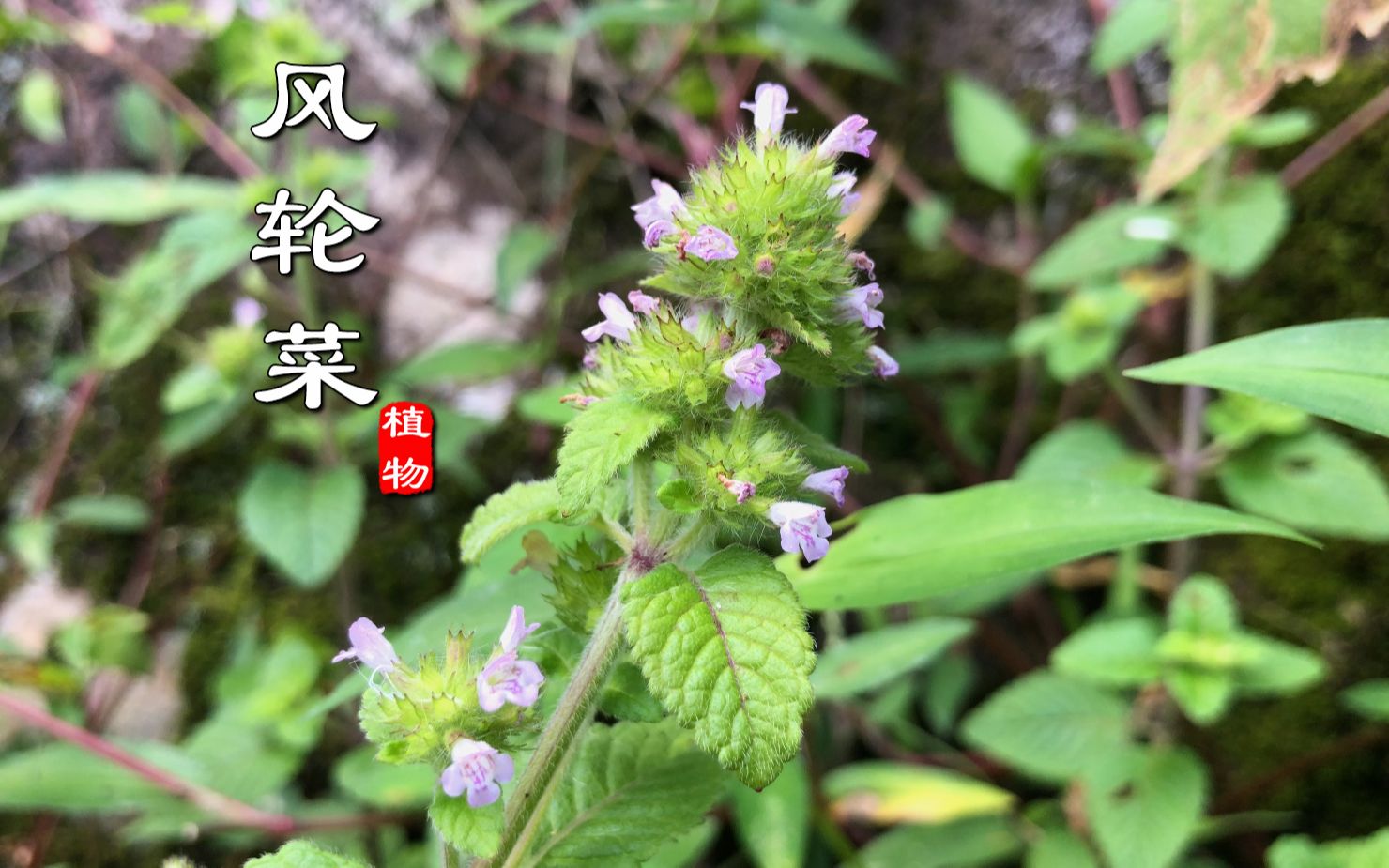 风轮菜的功效(风轮菜的功效大揭秘，让你健康无忧)