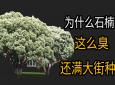 石楠花蜜的功效(石楠花蜜：美容养颜，抗氧化，提高免疫力)